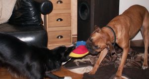 Zerren mit Merle, dem Boxer