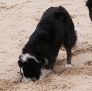 Moni buddelt am Strand