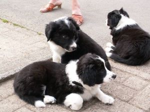 Bounty Bingo zu Hause