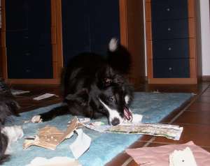 Dalas Hobby: Kartons zerfetzen