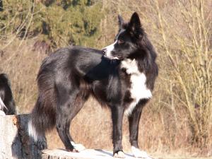 Amidala bei unserer Fahrradtour nach Mhlacker