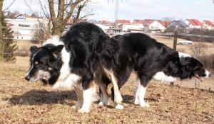 Moni und Dusty hngen weiterhin