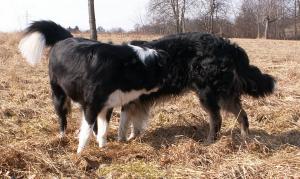 Moni schaut nach Dusty