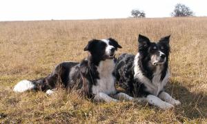 Unser Prchen liegend...