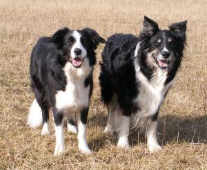 Moni und Dusty bekommen Nachwuchs