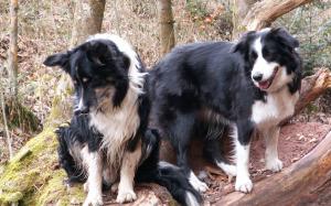 Moni und Dusty klettern