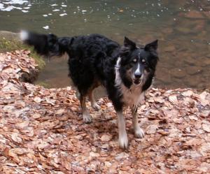 Dusty nach seinem Abkhlungsbad