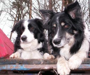 Hochzeitspaar in Hochzeitskutsche