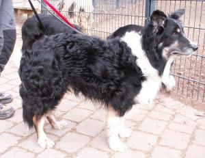 Dusty im Tierpark Pforzheim