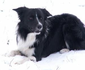 Dusty-Daisy-Sohn Joe hat auch mitgespielt!