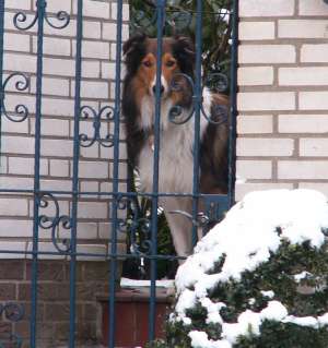 Billy schaut sehnschtig
