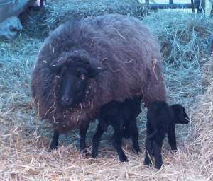 unsere Zwillinge Alfred und Alfons