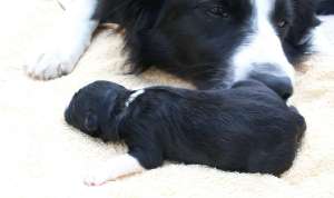 Hndin B 2 (noch namenlos!), 12 Stunden alt