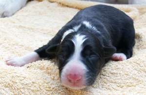 Hndin B 2 (noch namenlos!), 12 Stunden alt