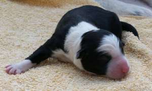 Hndin B 4 (noch namenlos!) 12 Stunden alt