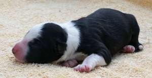 B 5 (noch namenlos!) 12 Stunden alt