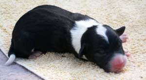 Bingo 12 Stunden alt