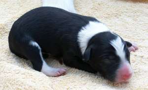 Unser Rde B 1 (noch namenlos!) 12 Stunden alt