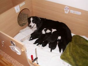 Wurfkiste (Erhöhung)