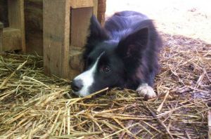 Dala hlt die Schafe im Unterstand