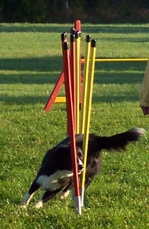 Agility Seminar bei Remo Mller (Schweiz) am 09. + 10.09.06 054.jpg