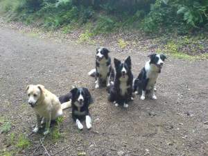 Savage, Bijou, Moni, Amidala, Bonita