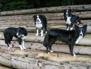 Bijou, Moni, Amigo und Amidala