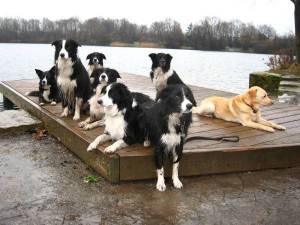 Amidala, Adato, Bingo, Bailey, Moni, Dorgy, Bijou, Savage