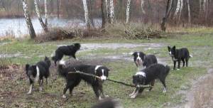 Dorgy, Bijou, Adato, Bingo, Moni, Amidala