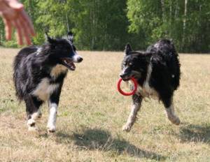 Bijou mit Papa Dusty