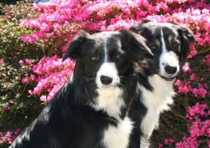 Bijou mit Halbbruder Joschi