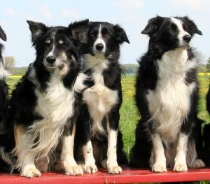 Bijou mit Mama und Papa im Mai 2008