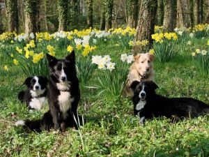 Moni, Amidala, Savage und Bijou