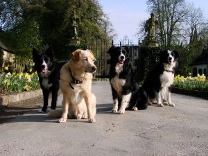 Amidala, Savage, Bijou und Moni