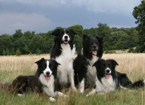 Adato, Bailey von Anna, Dorgy und Bingo von Dirk Border.JPG