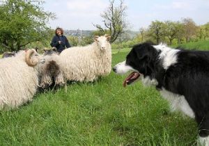 Moni htet in Niefern Nicoles Schafe