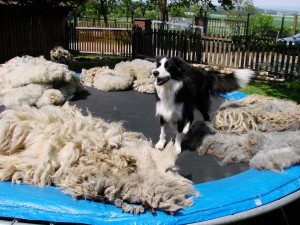 und whrend der Schur unserer Schafe