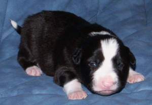 Amigo mit offenen Augen