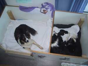 Bruno in der Wurfkiste