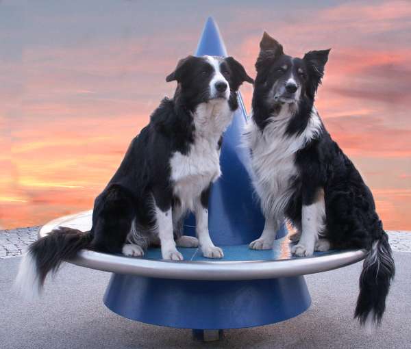 Eltern unseres B-Wurfes: Moni und Dusty