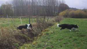 Weitsprung: Moni warte, ich komme auch!