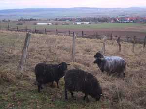 Schafzuwachs: Rauhwollige Pommersche Landschafe