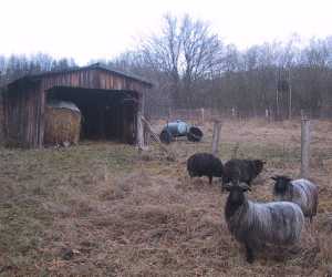 graue gehrnte Heidschnucken + Rauhwoller