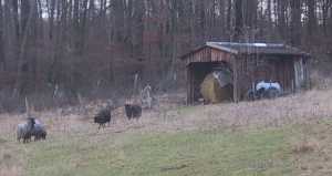 Winterweide mit Unterstand