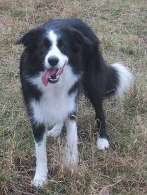 "Die Gänse sind wieder in ihrem Auslauf, kann ich noch etwas für dich tun, Frauchen?"