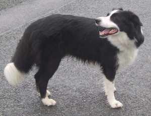 "Warte Bruno, Frauchen will erst noch fotografieren!"