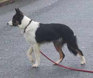 "da war doch schon mal eine Katze?"