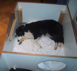 Ein Nickerchen in der Wurfkiste!