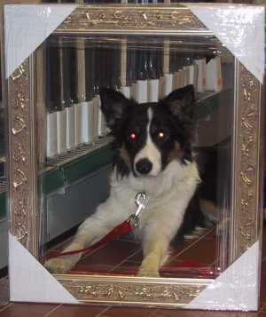 Bruno fllt nicht aus dem Rahmen!