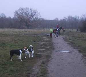 Hundeauslaufgebiet "Alte Bult"